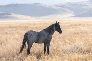 Blue Roan Stallion of the Onaqui Herd