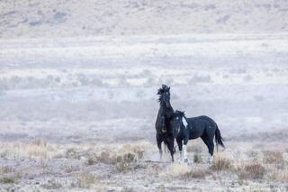 Early Light, Rising Tension – Onaqui Wild Horses