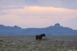 Dusk Watch – Onaqui Wild Horse in the West Desert