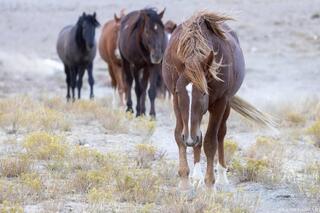 Leading the Way – Onaqui Wild Horses Headed to Water