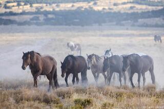 Moving Together – Onaqui Wild Horses on the Range