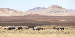 Where the Wild Still Roam