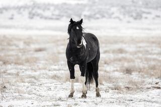 Guardian of the Plain