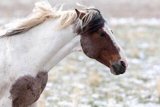 Brushed by Winter