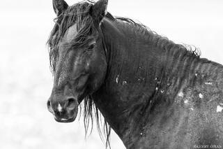 Onaqui Wild Horses Black and White