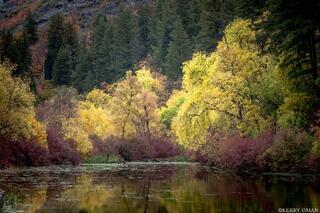 Reflections in Gold