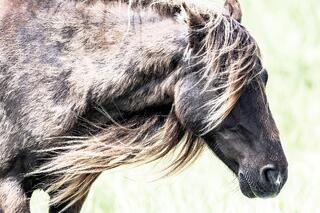 Mane in the Morning Wind