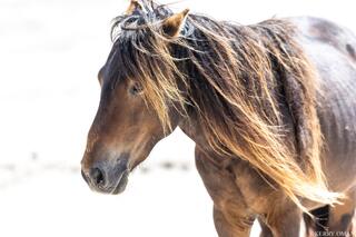 Sunlight Through the Mane