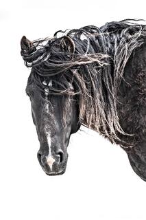 Mane of Shadows