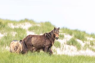 Wild Horse Grazing Among Coastal Dunes