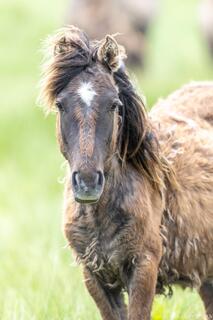 Windswept Foal in Spring Light