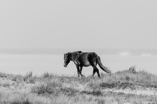 Sable Island Wild Horses