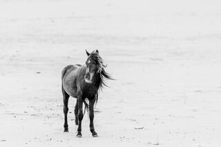 Alone in the Dunes