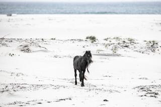 Shadow on the Shore