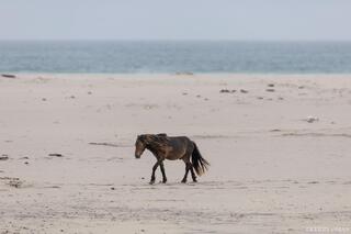Wanderer of the Low Tide Sands