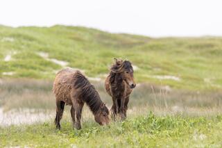 Island Morning Graze