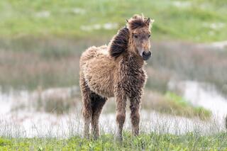 Spring Coat