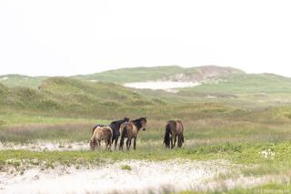 Wild Horses Among the Dunes
