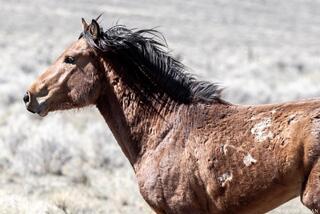 Windswept Warrior