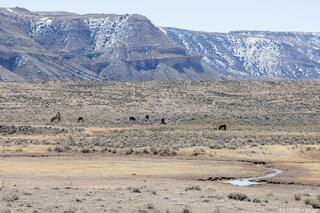 Where the Horses Roam
