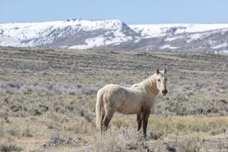 Winter Watch in Salt Wells