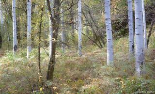 Early Hints of Autumn