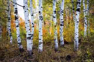 Fire Below the Aspens