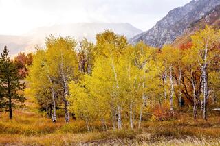 Autumn in the Wasatch