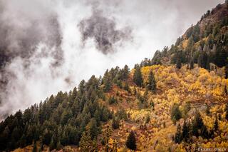 Mist Above the Aspens