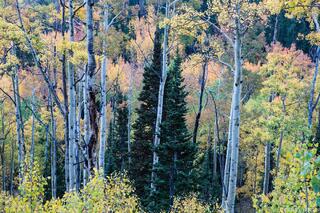 Among the Aspens