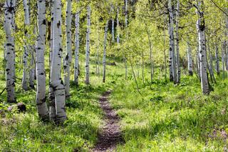 Spring Path