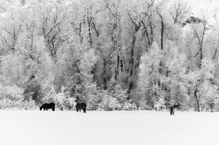 Stillness at the Edge of Winter