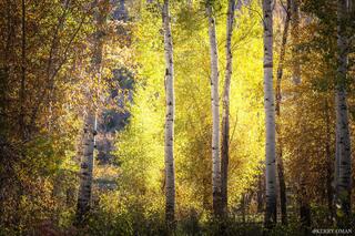 Backlit Grove