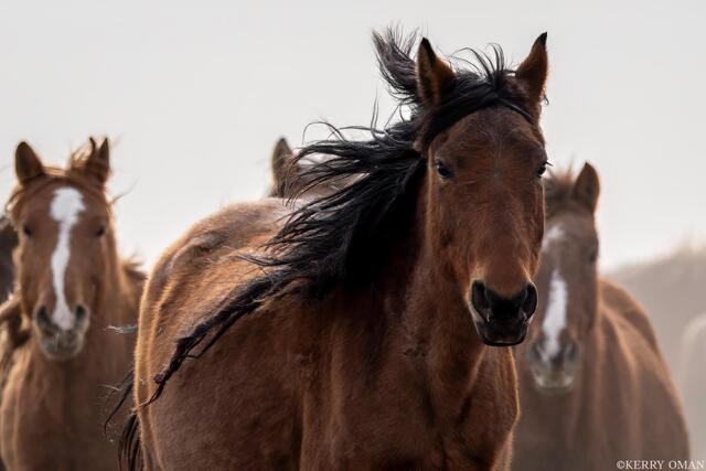 Lead Mare – Wind and Dust on the Range print