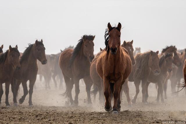 Into the Dust and Light print