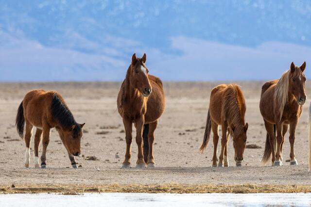 Quiet Gathering – Mustangs at the Water’s Edge print