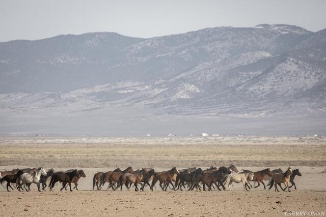 Moving Line – Mixed Band in Step, Nevada Desert print