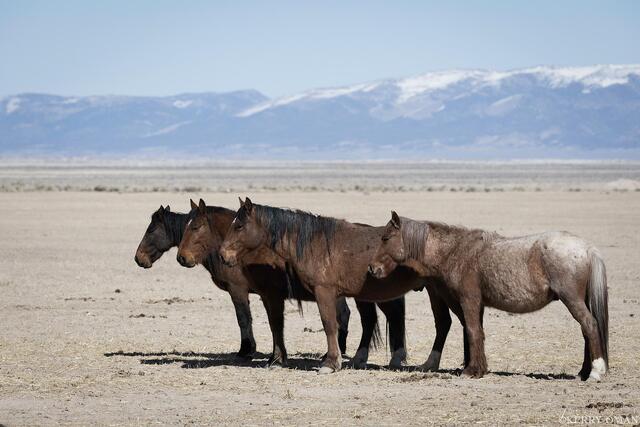 Desert Lineup – Four Mustangs in Formation, Nevada Range print
