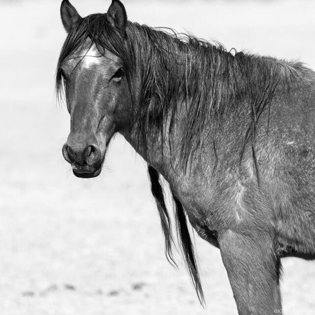 Centered Gaze – Young Stallion Portrait (B&W) print