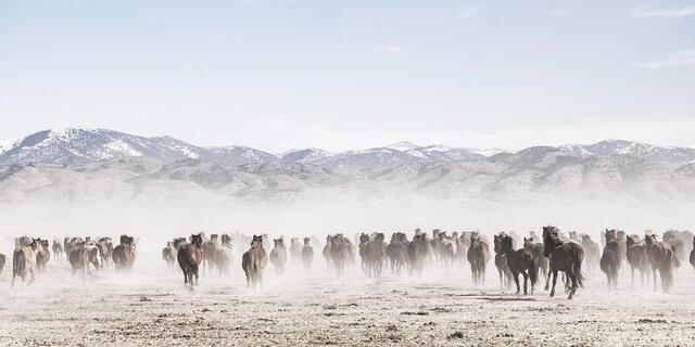 Dust and Distance – Herd on the Move, Nevada Range print