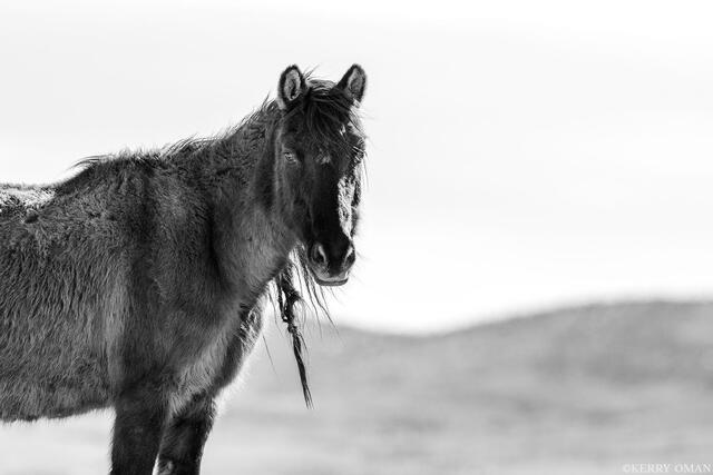Solitary Look – Winter Coat, Nevada Desert (B&W) print
