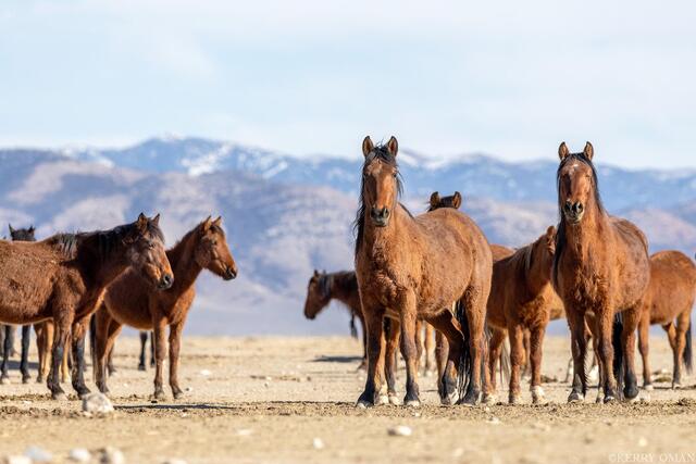 Standing Watch – Bay Mares and Stallions, Nevada Desert print