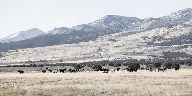 Winter Watch on the Open Range print