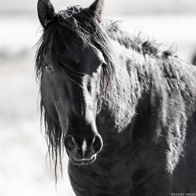 Enduring Gaze print