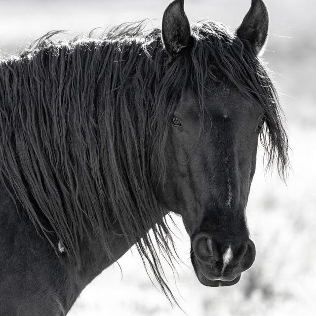 Stallion’s Gaze – Onaqui Wild Horse print