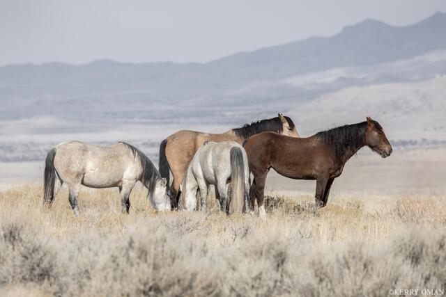 Morning Graze in the West Desert print