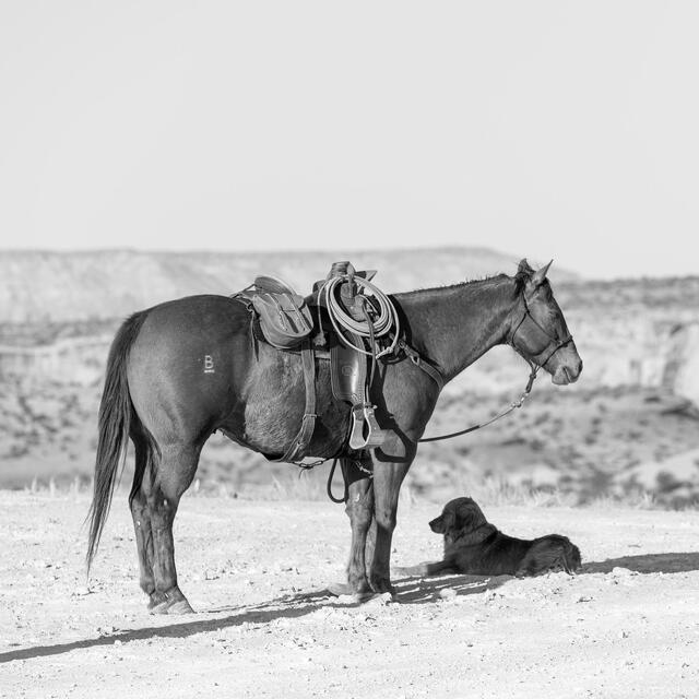 Partners in the Desert print