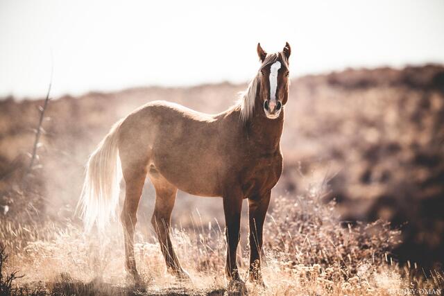 Dust and Dignity print