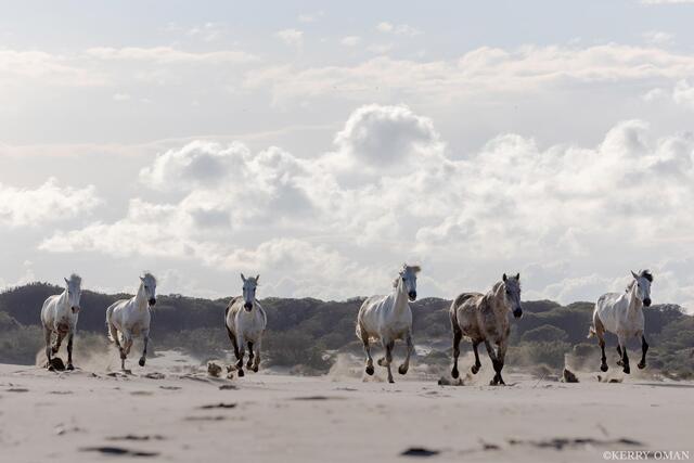 Across the Dunes print