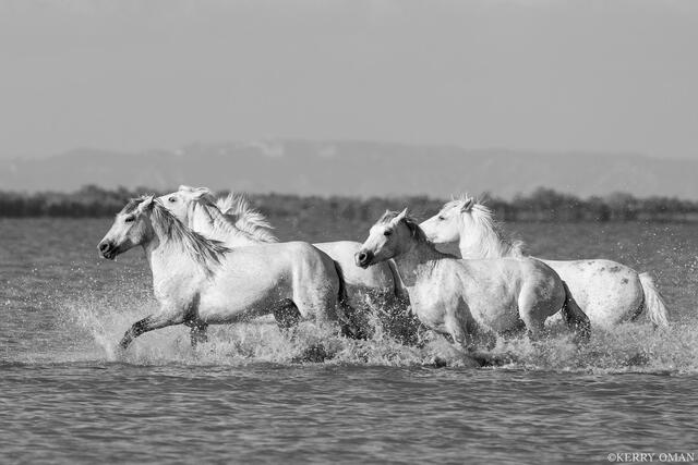 Across the Tidelands print